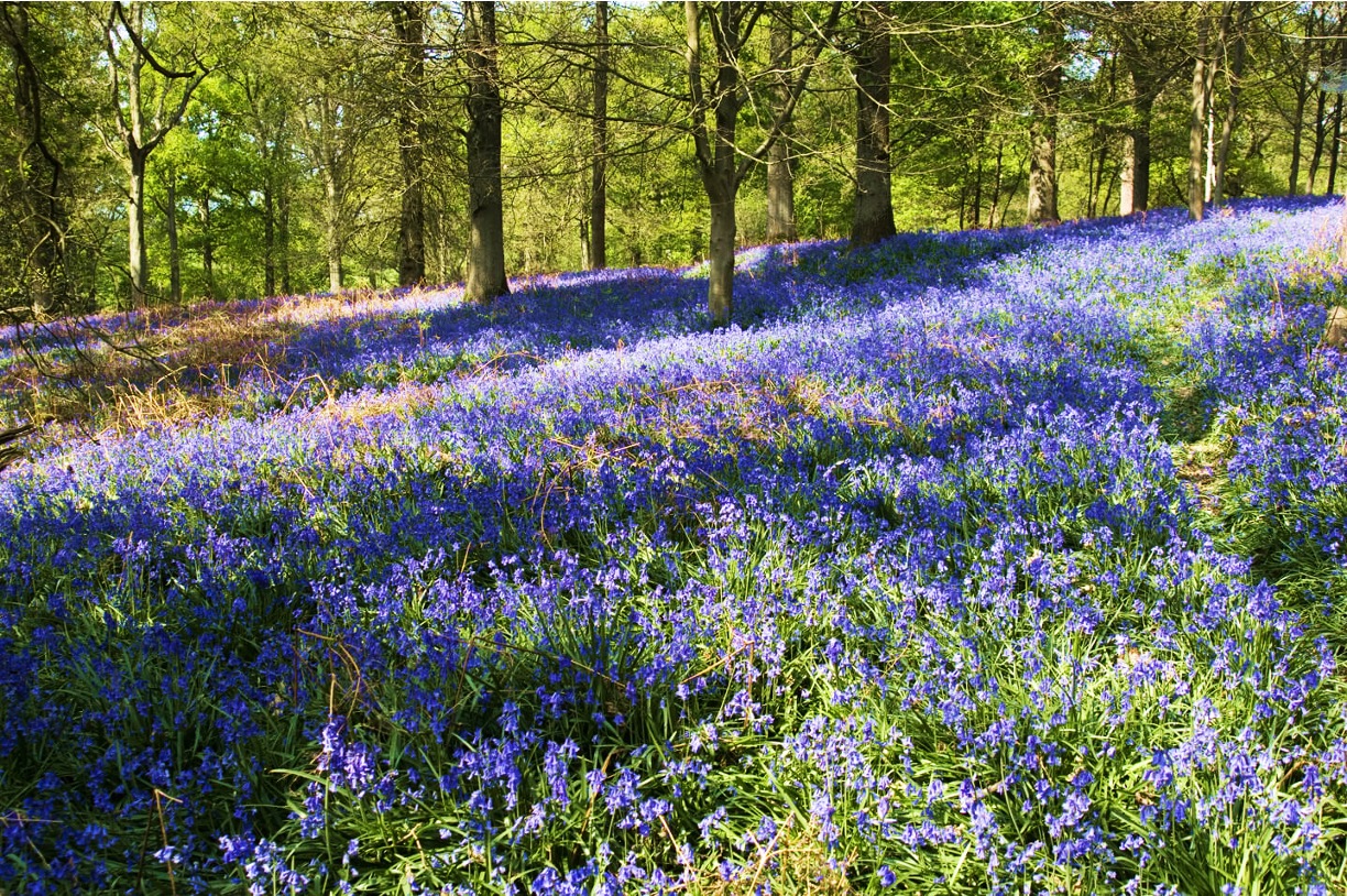 Bluebells in Sussex © Derek Middleton - Sussex Wildlife Trust_DA.jpg